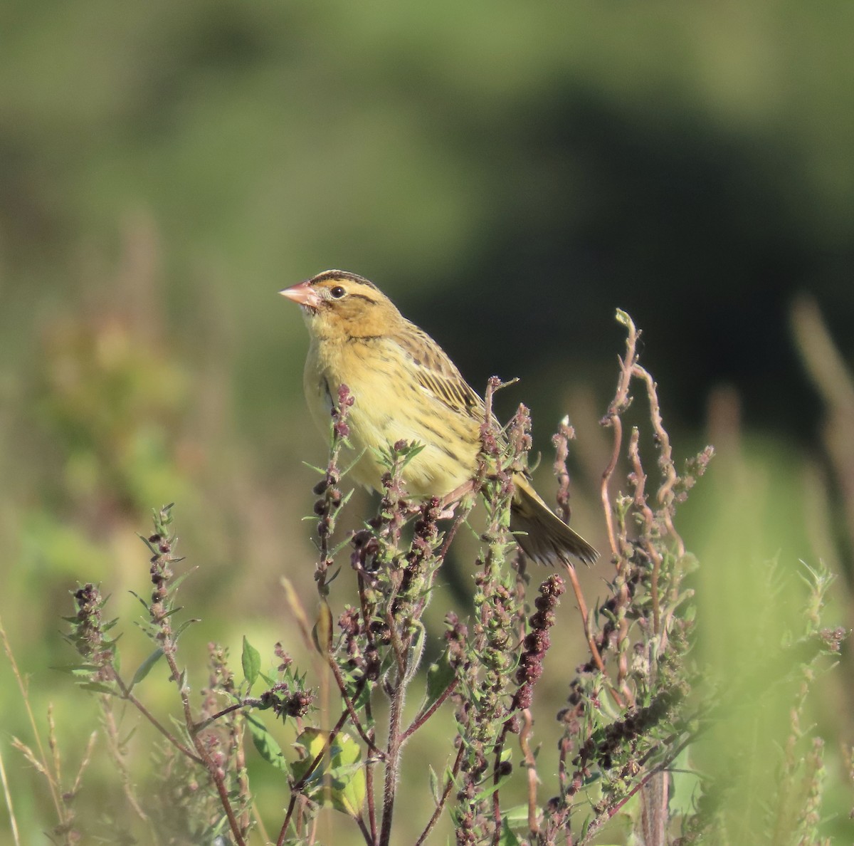 bobolink - ML268074621