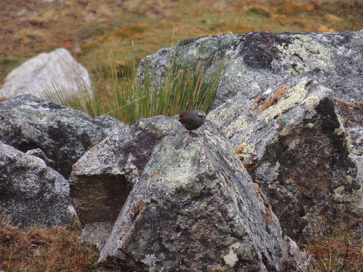 Jalca Tapaculo - ML268074981