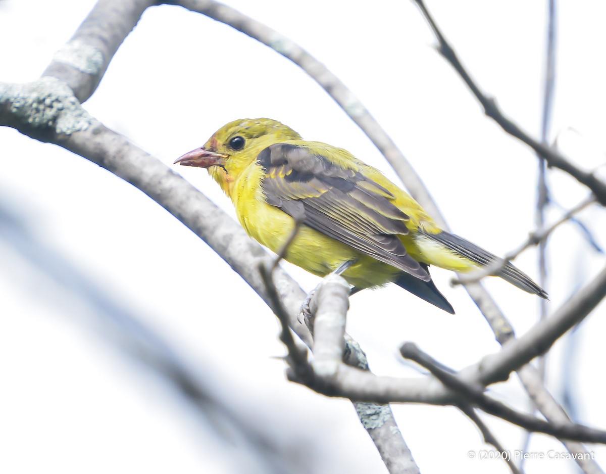 Scarlet Tanager - ML268075161