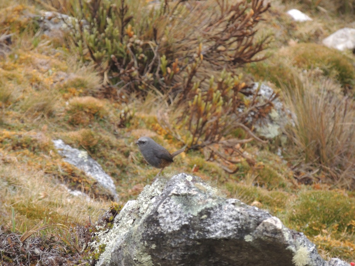 Jalca Tapaculo - ML268075441