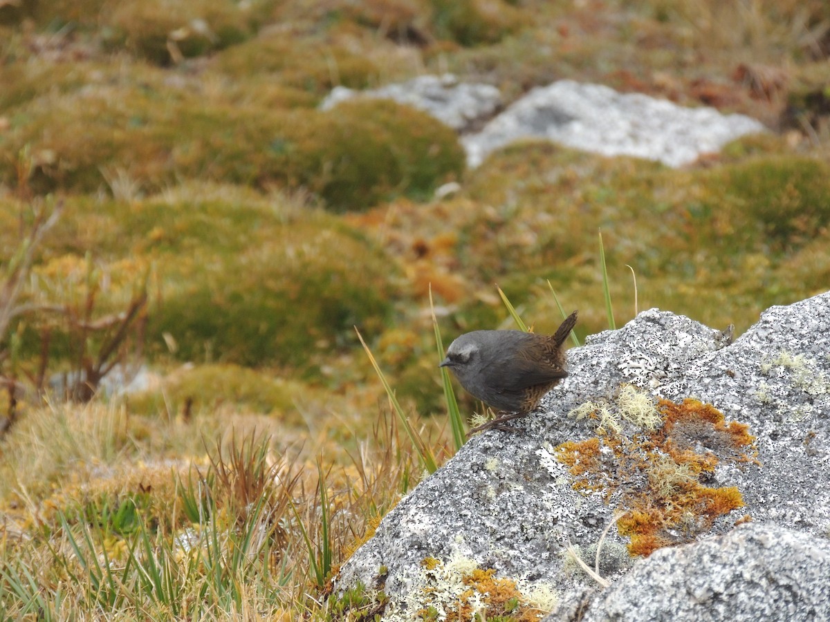 Mérulaxe de Franke - ML268075961