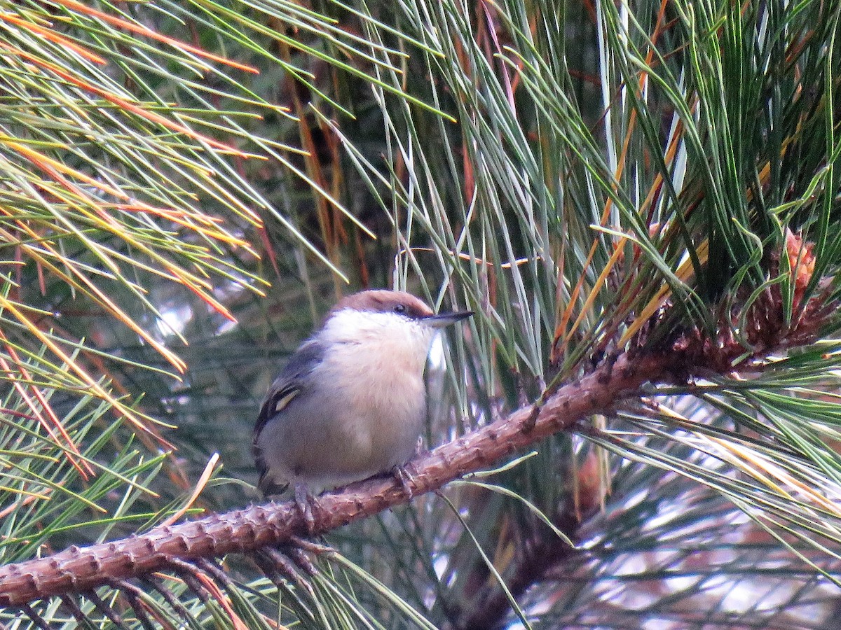 Brown-headed Nuthatch - ML268075991