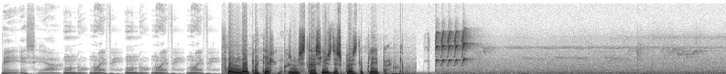 hvitstrupespadenebb (albogularis gr.) - ML268076