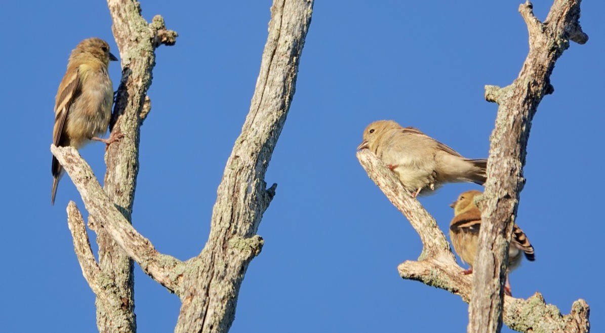 House Finch - Deirdre Robinson