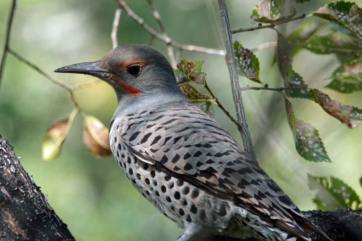 Northern Flicker (Red-shafted) - ML268076261