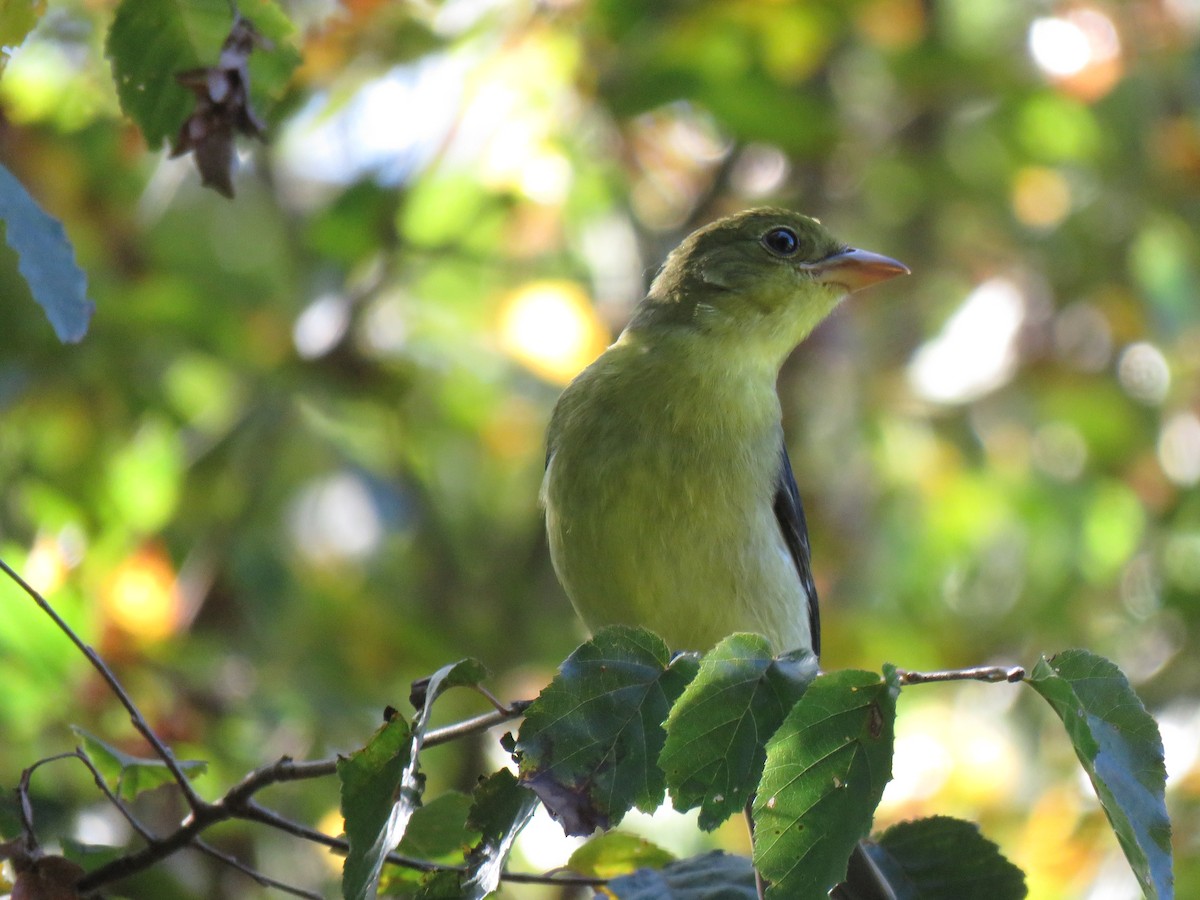Scarlet Tanager - ML268076341