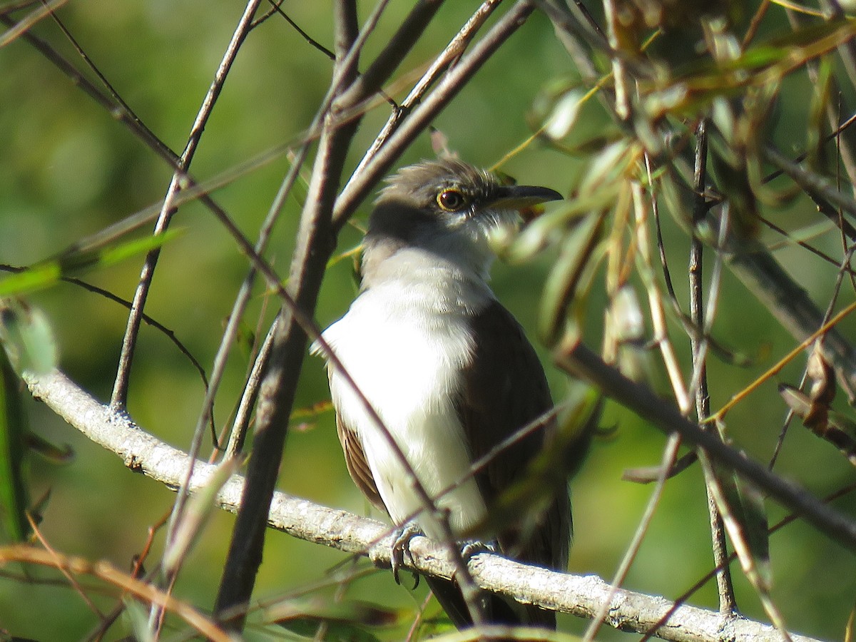 Yellow-billed Cuckoo - ML268076481