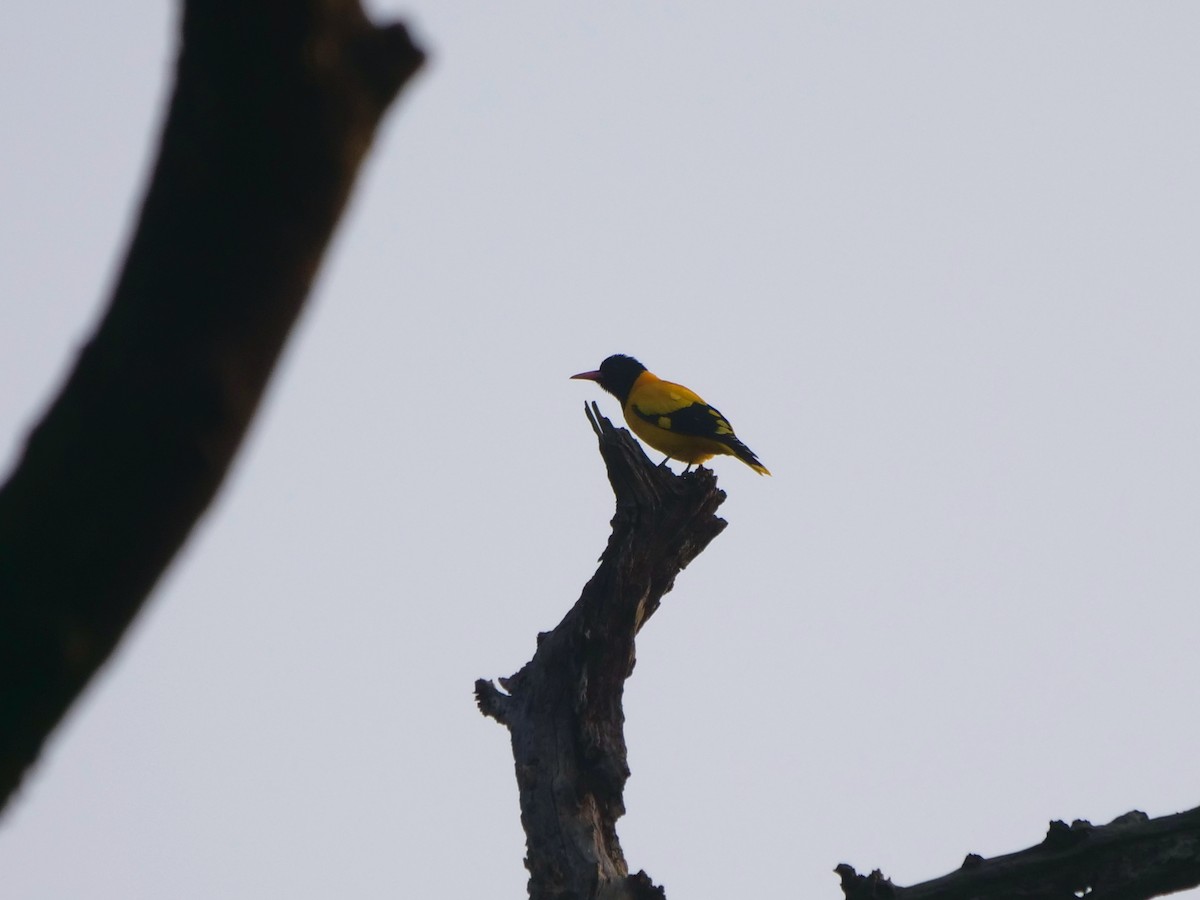 Black-hooded Oriole - ML268081061