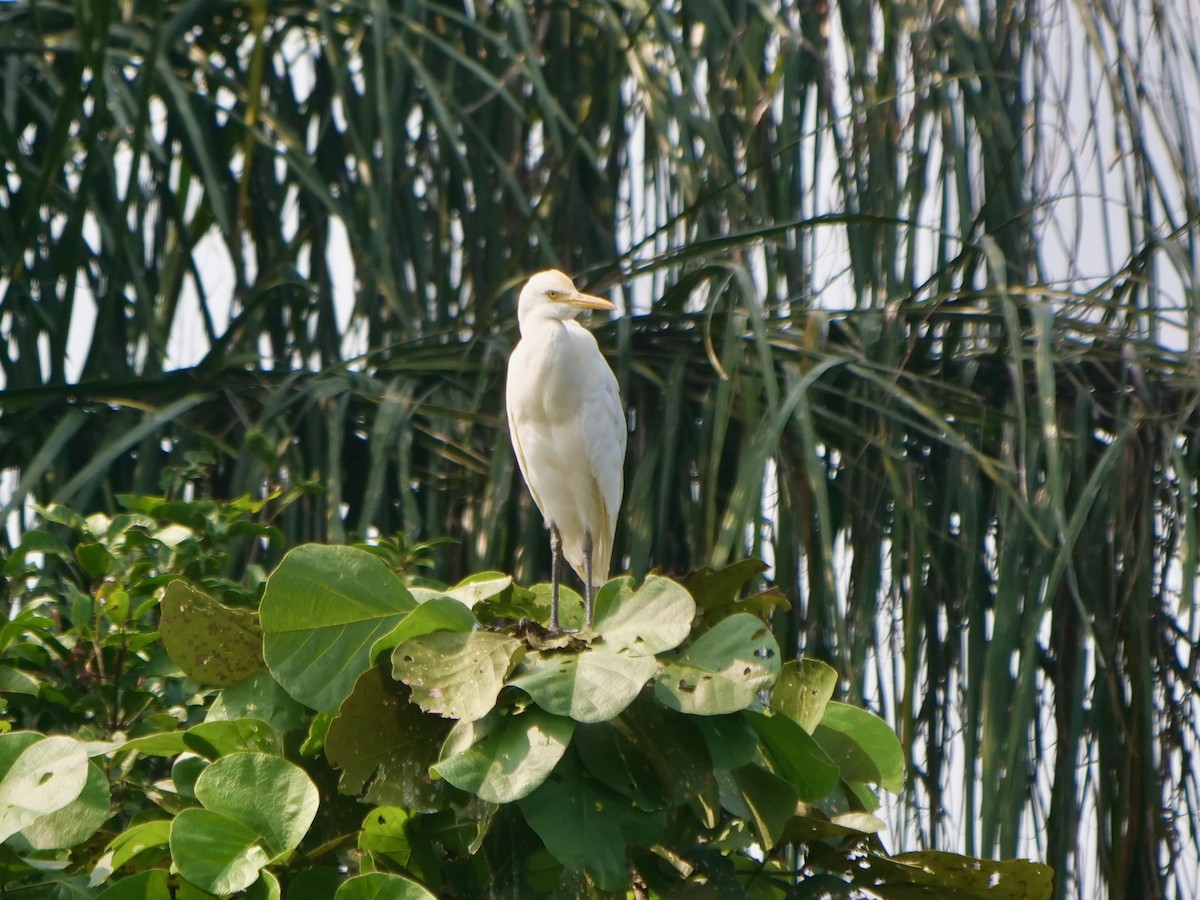 Eastern Cattle Egret - ML268081971