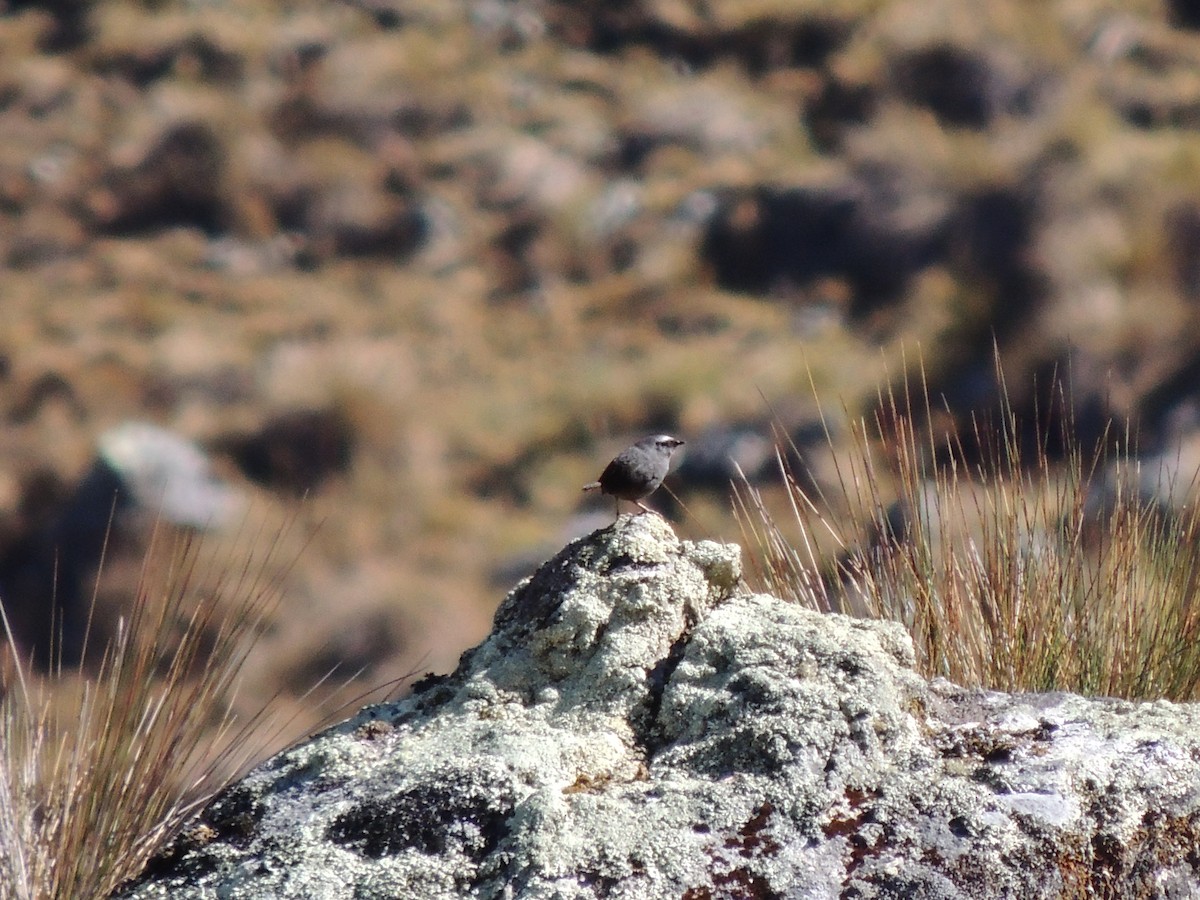 Jalca Tapaculo - ML268082591