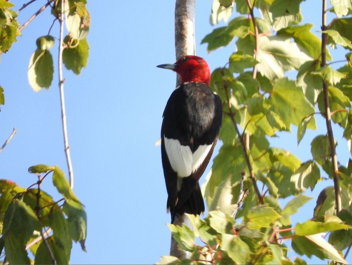 Red-headed Woodpecker - Milton Hobbs