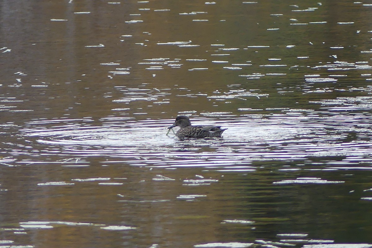 Green-winged Teal - ML268086801