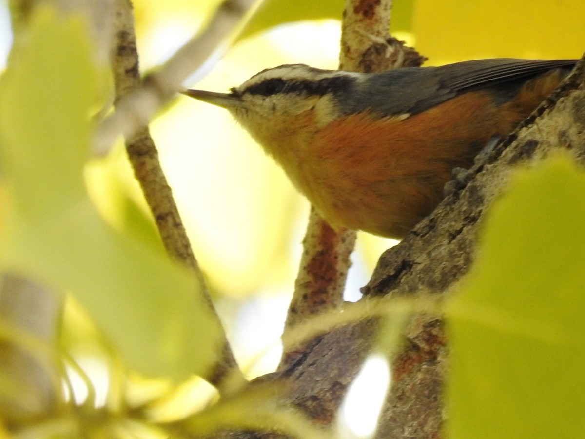 Red-breasted Nuthatch - Tina Toth