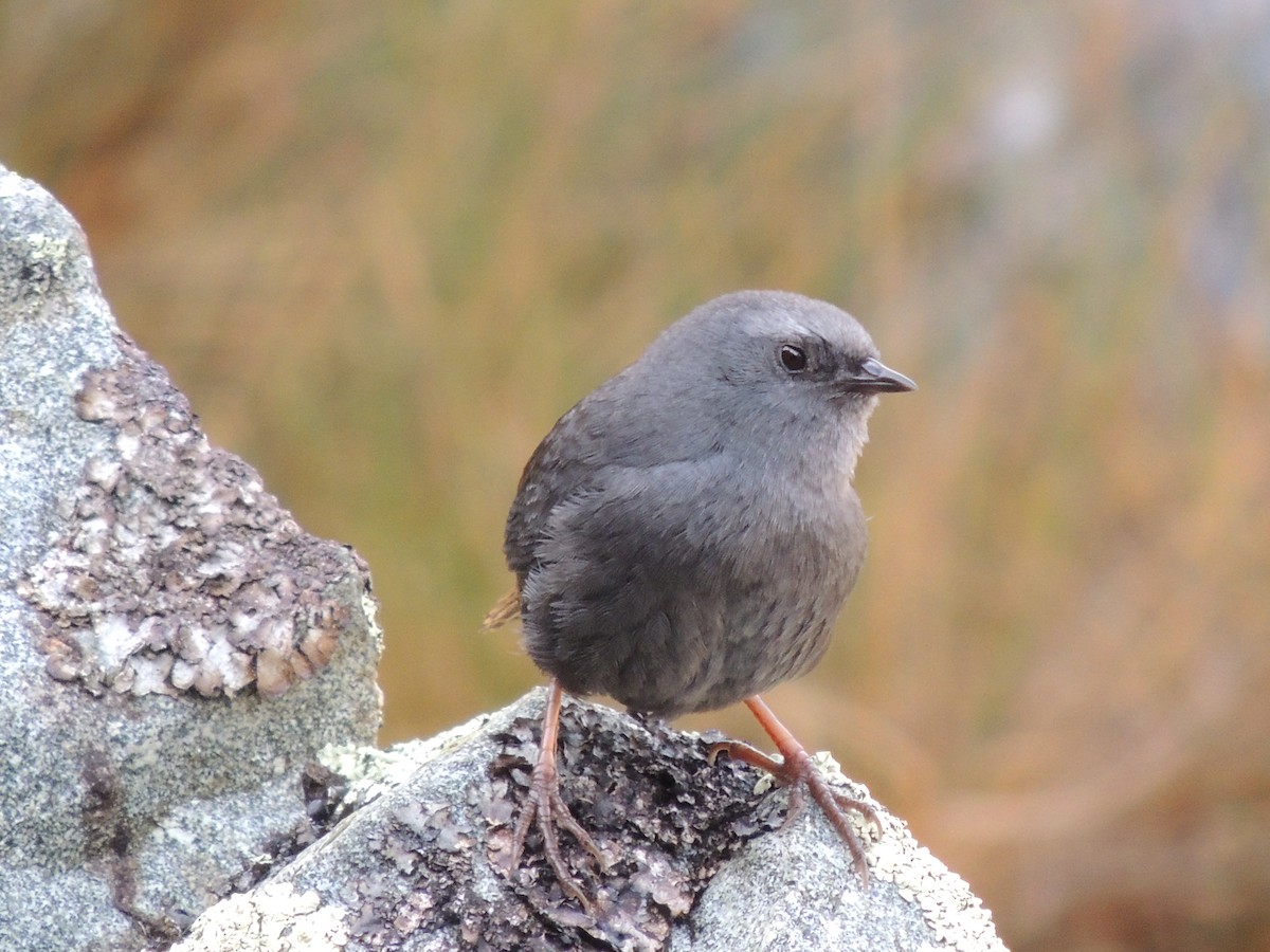 Jalca Tapaculo - ML268088531