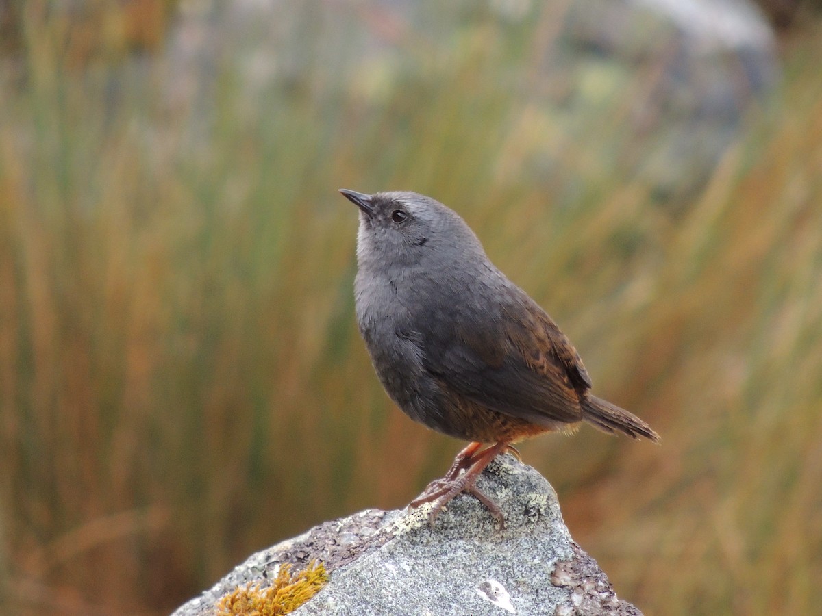 Jalca Tapaculo - ML268088981