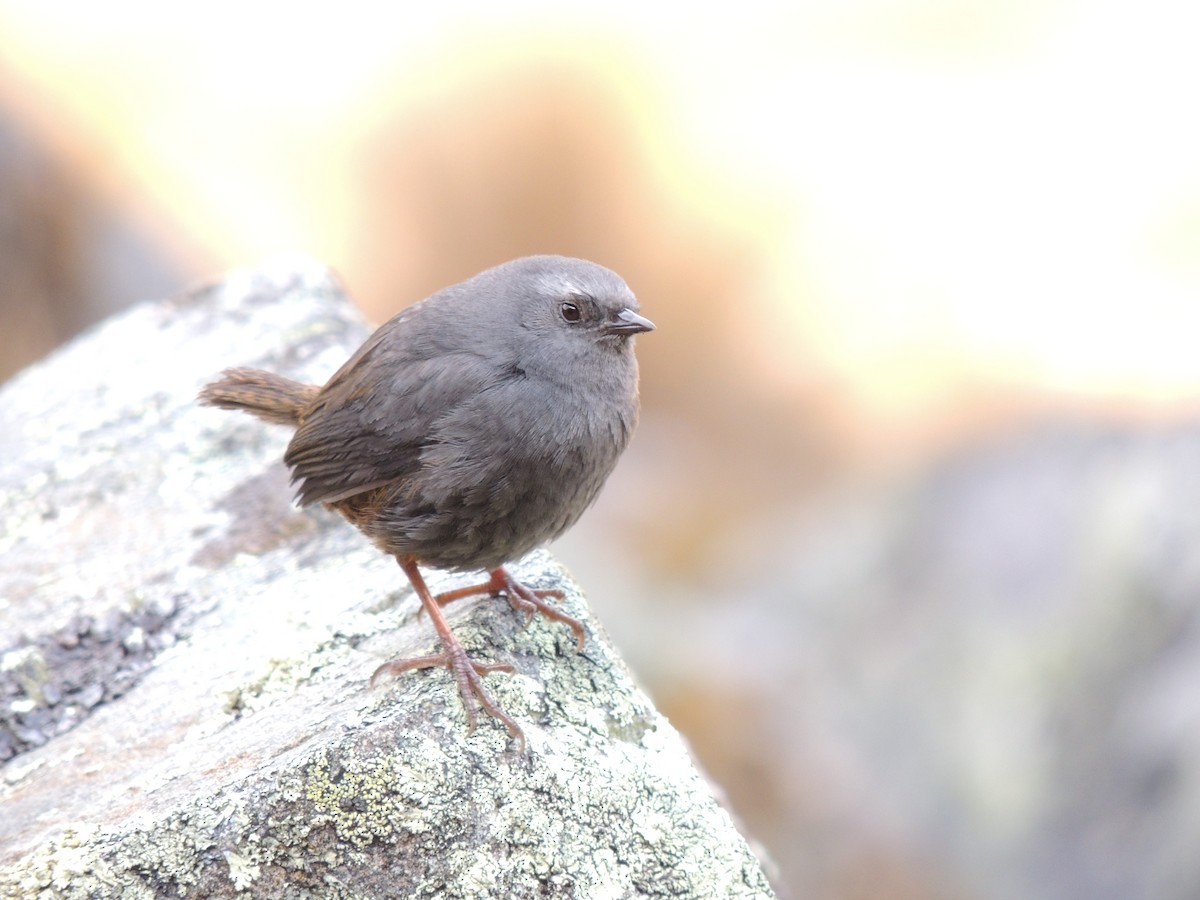 Mérulaxe de Franke - ML268089021