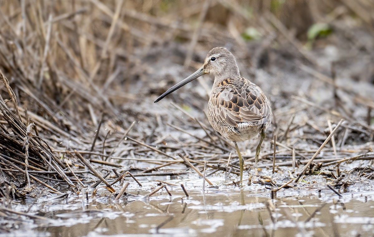 Long-billed Dowitcher - ML268089101