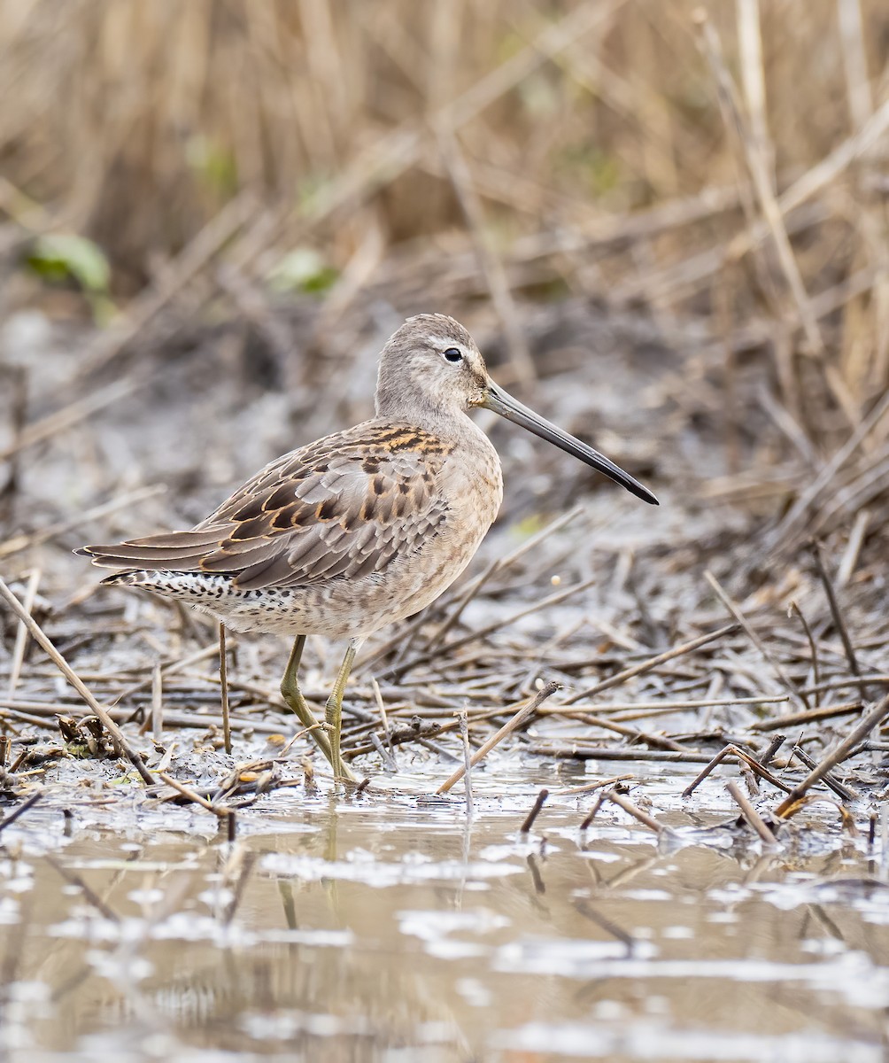 Long-billed Dowitcher - ML268089571