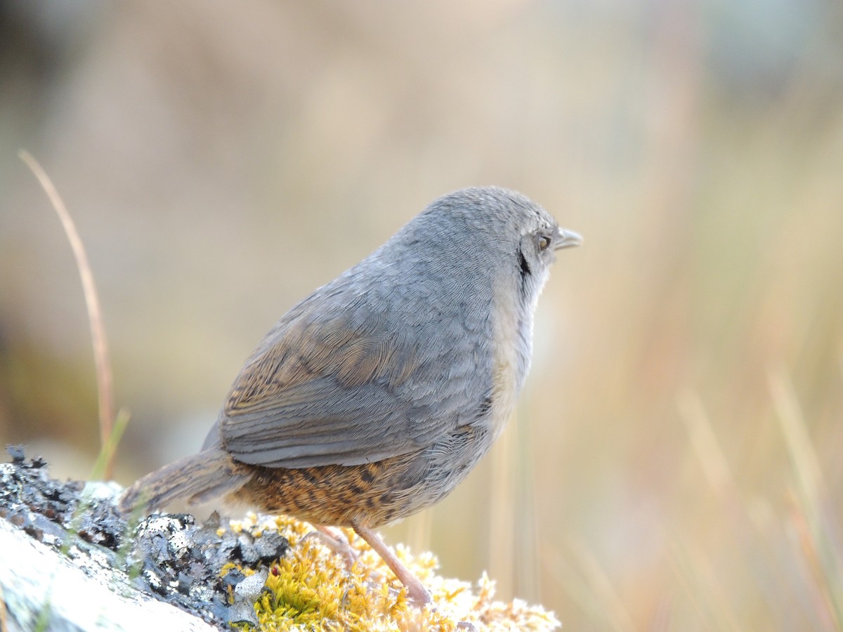 Mérulaxe de Franke - ML268090001