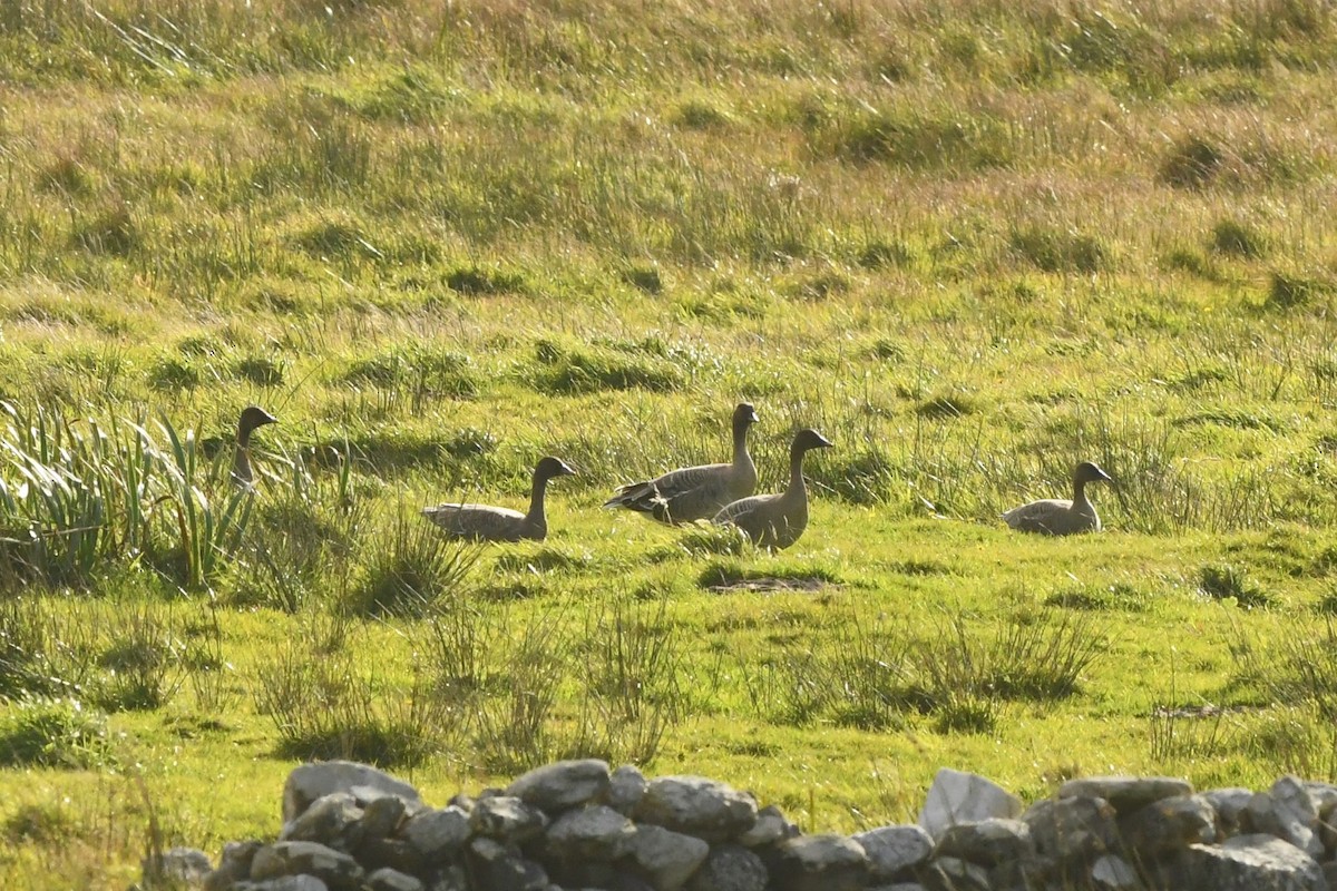 Pink-footed Goose - ML268090081