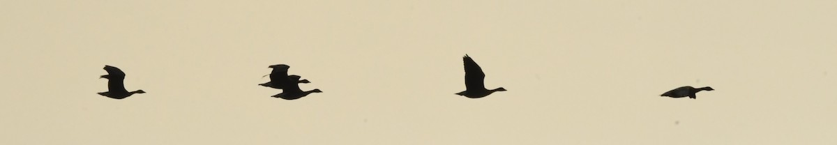 Pink-footed Goose - ML268090101