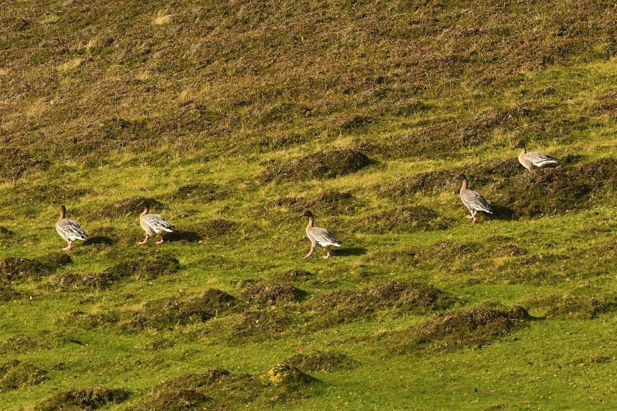 Pink-footed Goose - ML268090181
