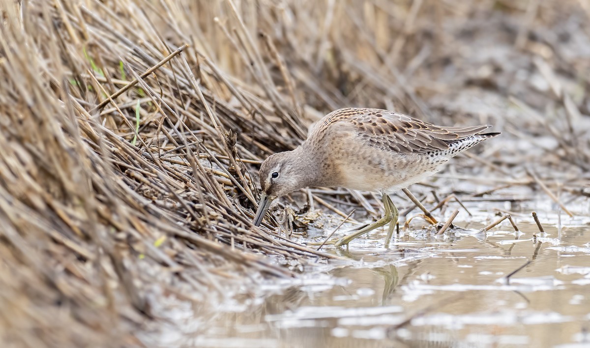 Long-billed Dowitcher - ML268096591
