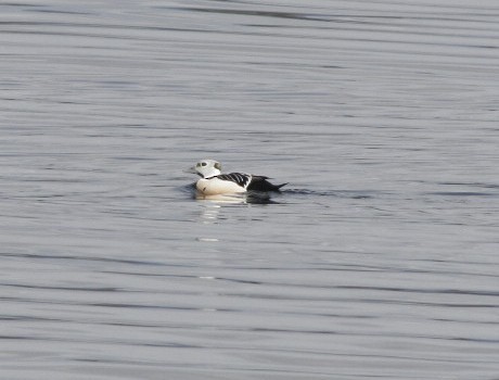 Steller's Eider - ML26809751