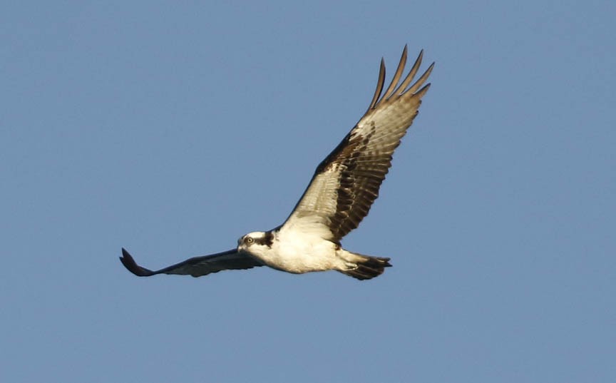 Osprey - ML268098281