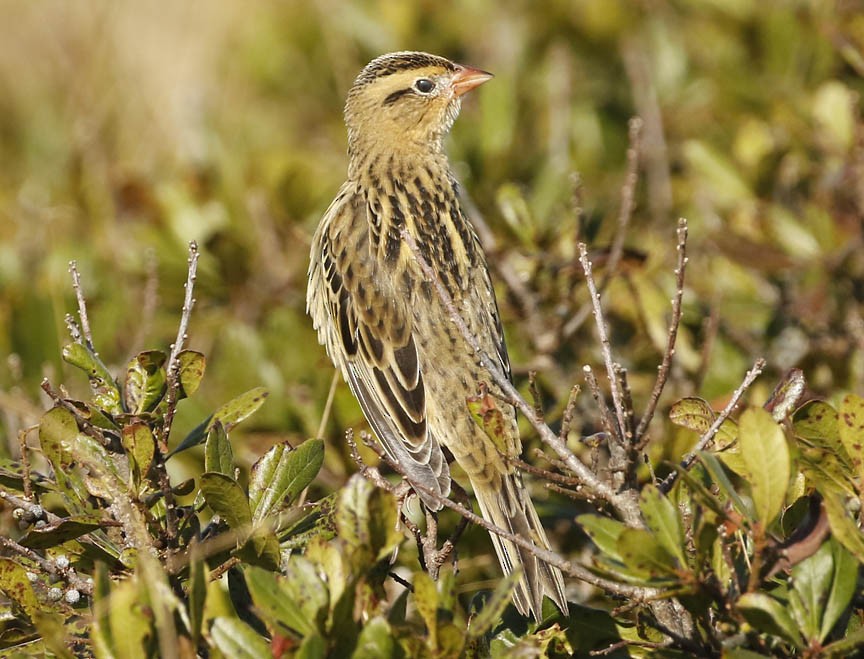 Bobolink - Mark Dennis