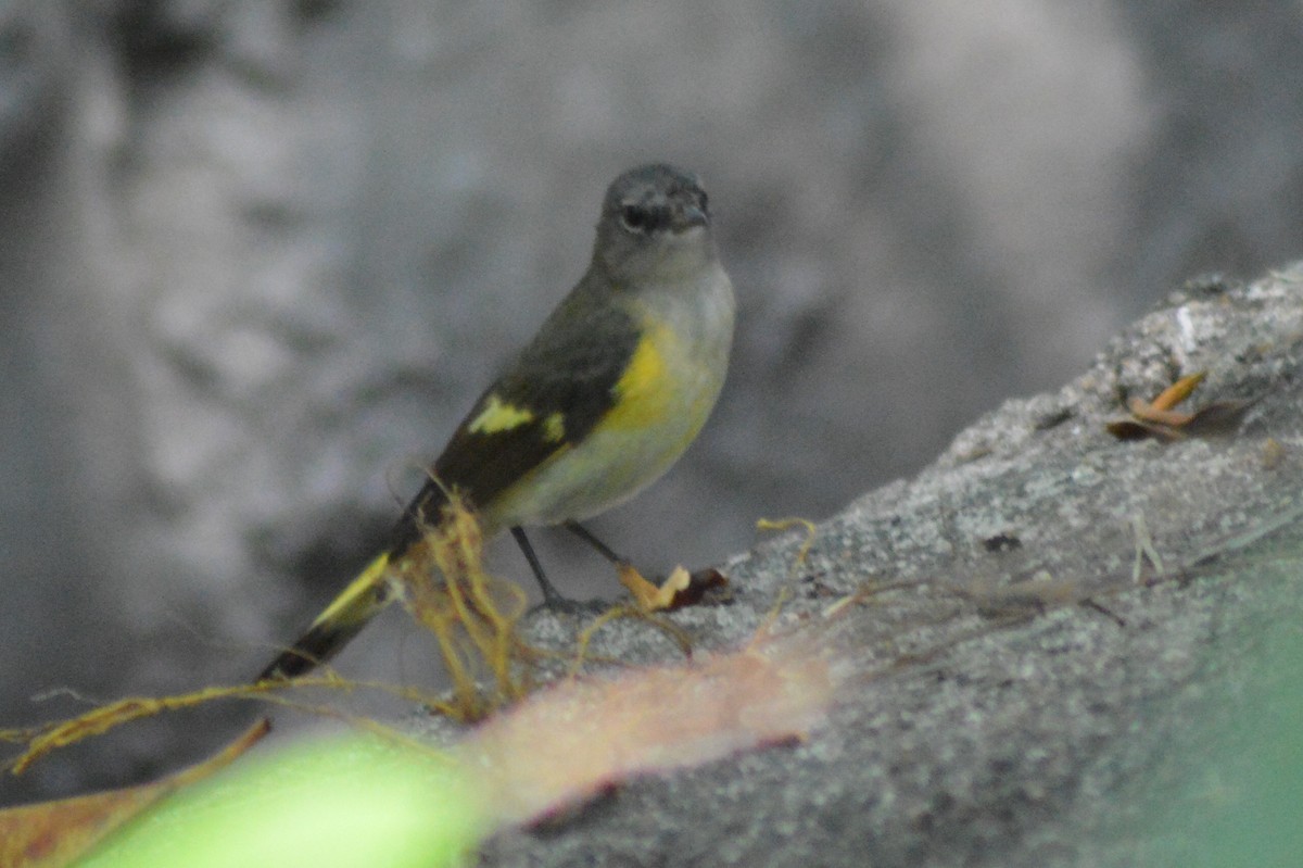 American Redstart - ML26809881