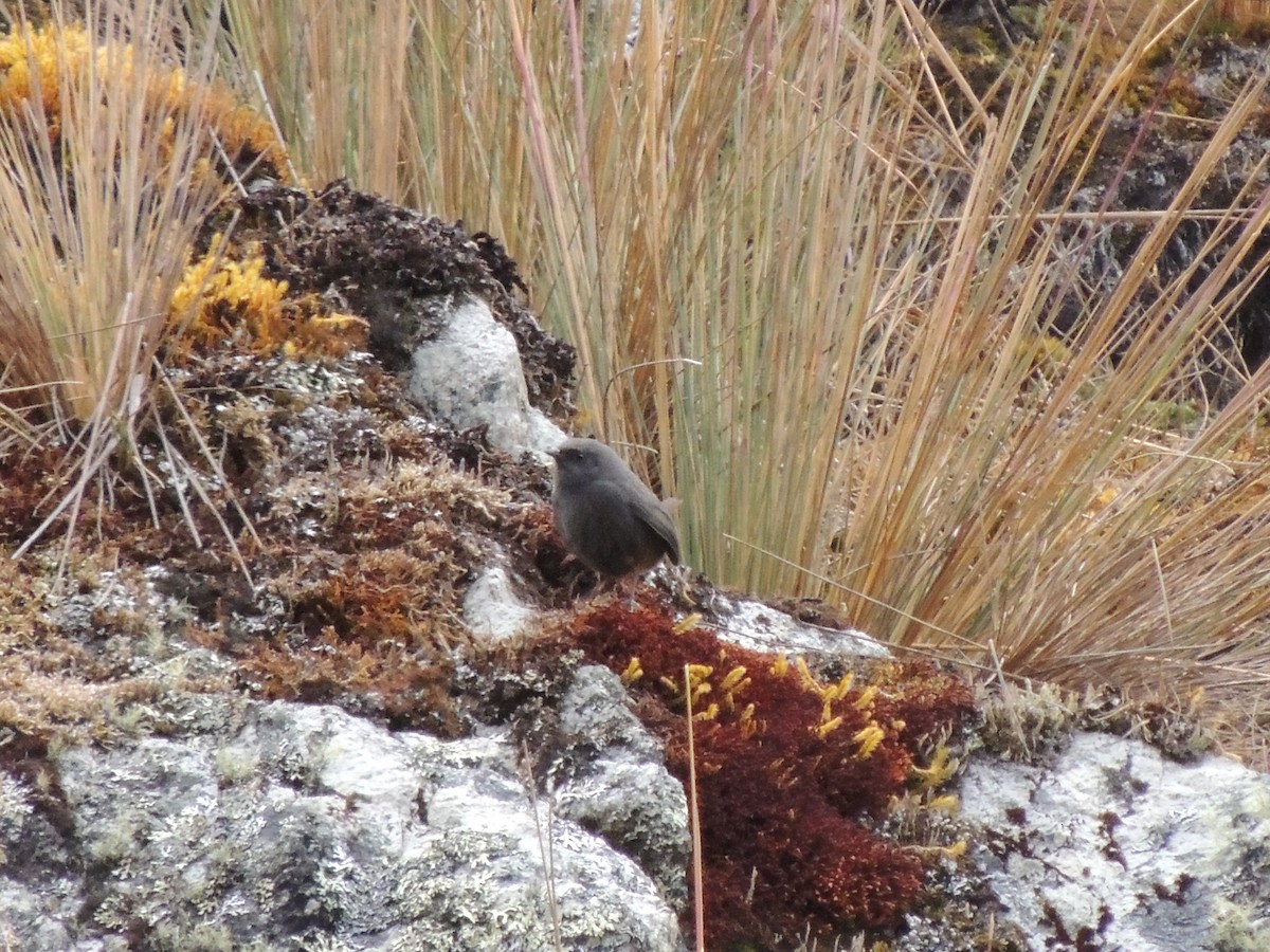 Neblina Tapaculo - ML268099291