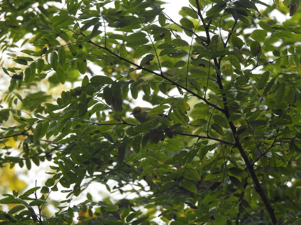 Bay-breasted Warbler - ML268100081