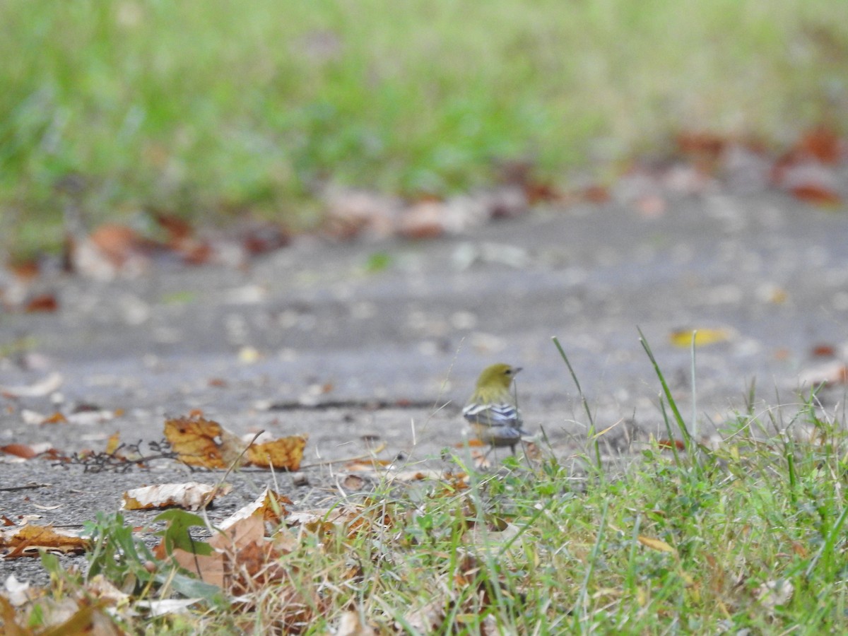 Bay-breasted Warbler - ML268100401