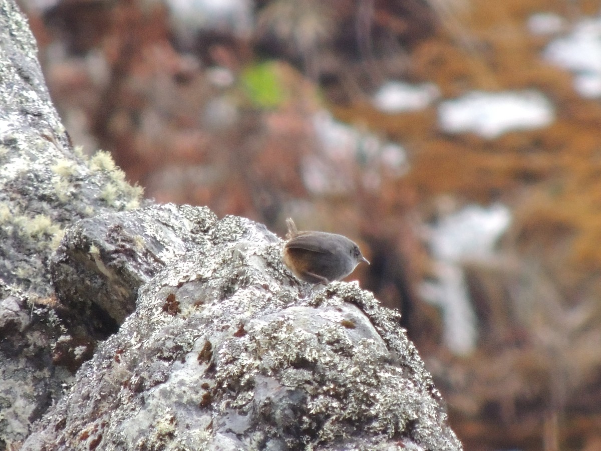 Neblina Tapaculo - ML268100511