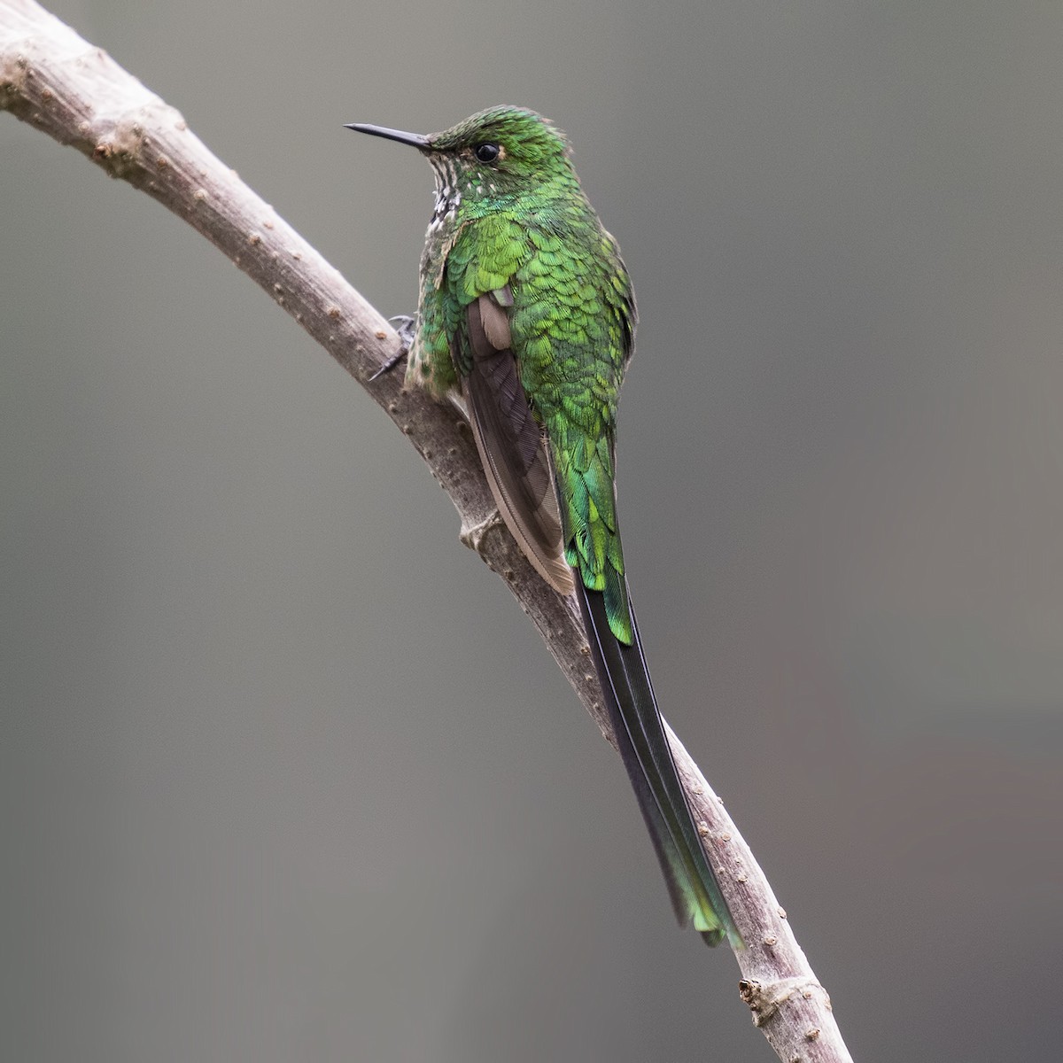 Green-tailed Trainbearer - ML26810111