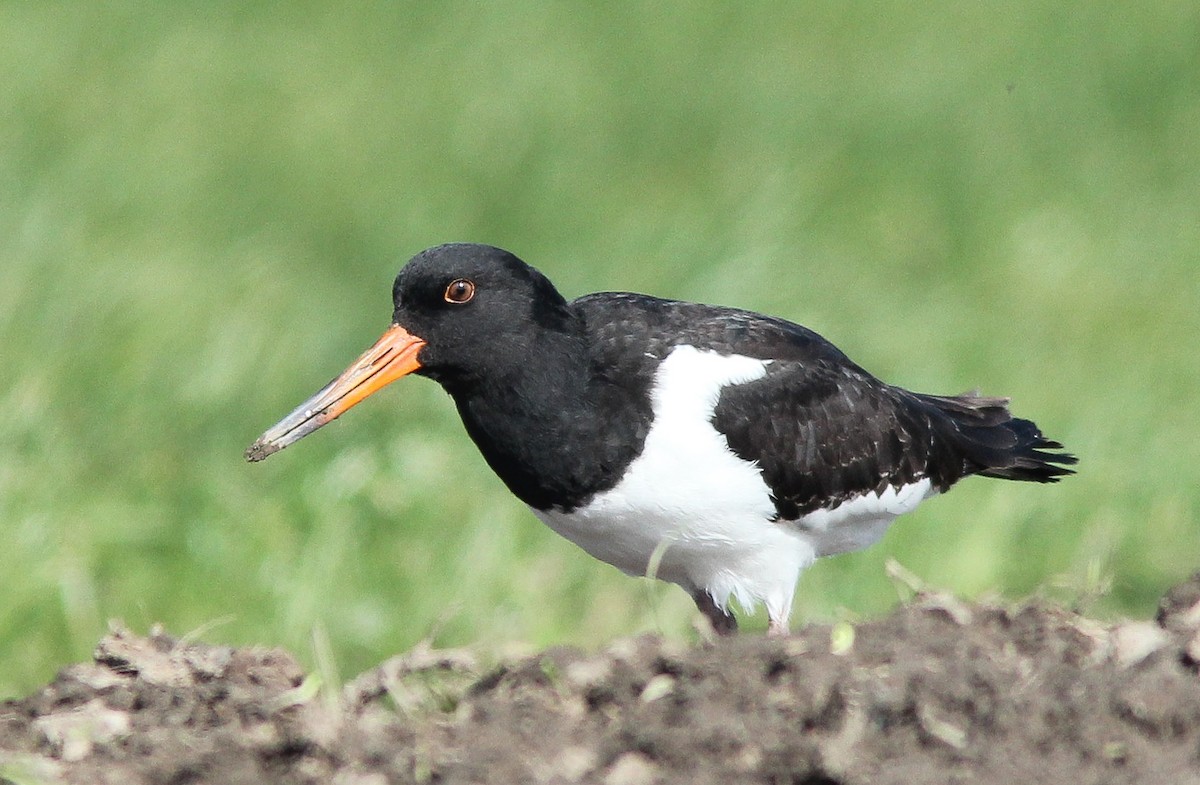 Eurasian Oystercatcher - ML268101571