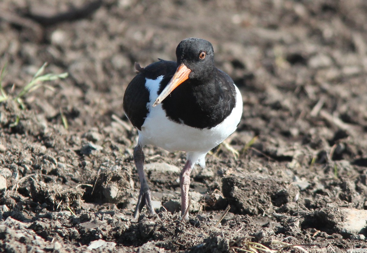 Eurasian Oystercatcher - ML268101651