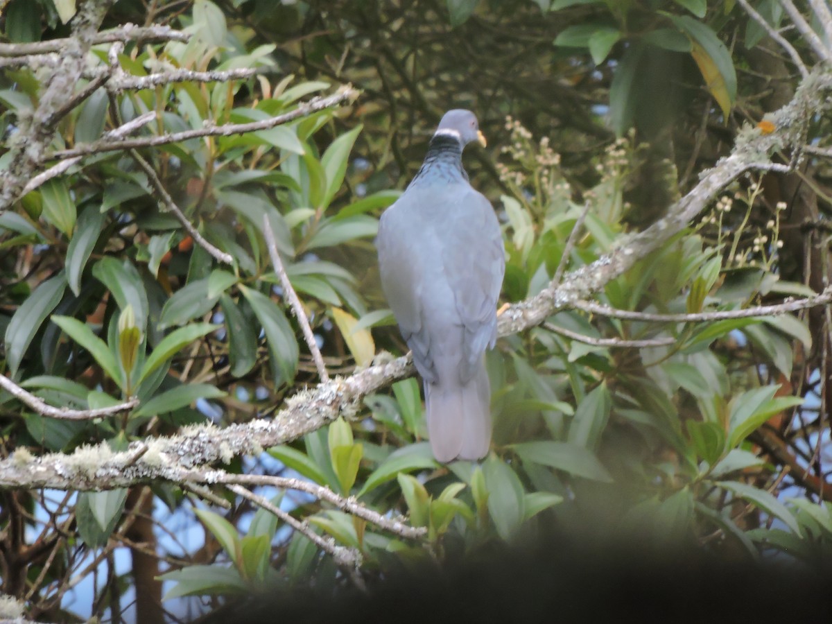 Band-tailed Pigeon - ML268102041