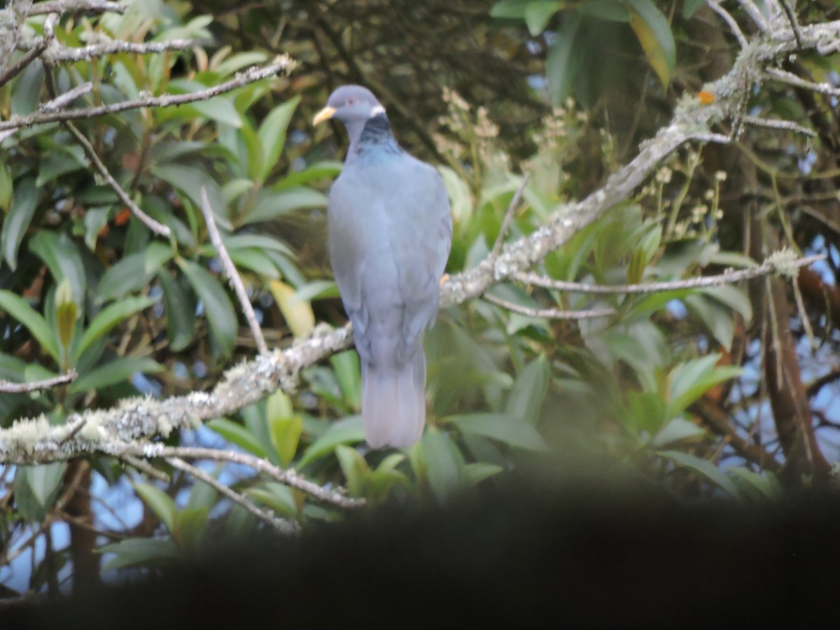 Band-tailed Pigeon - ML268102061