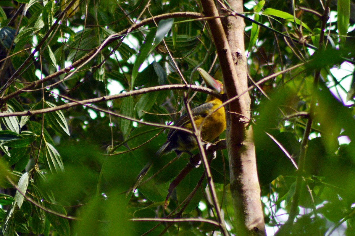 Saffron Toucanet - ML268103391