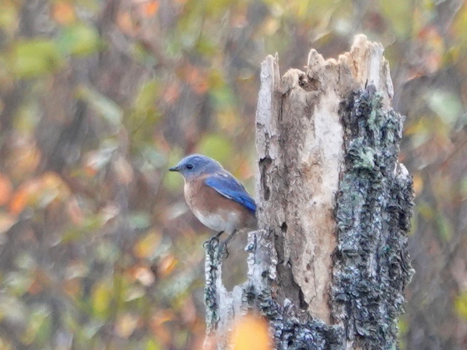 Eastern Bluebird - ML268106911