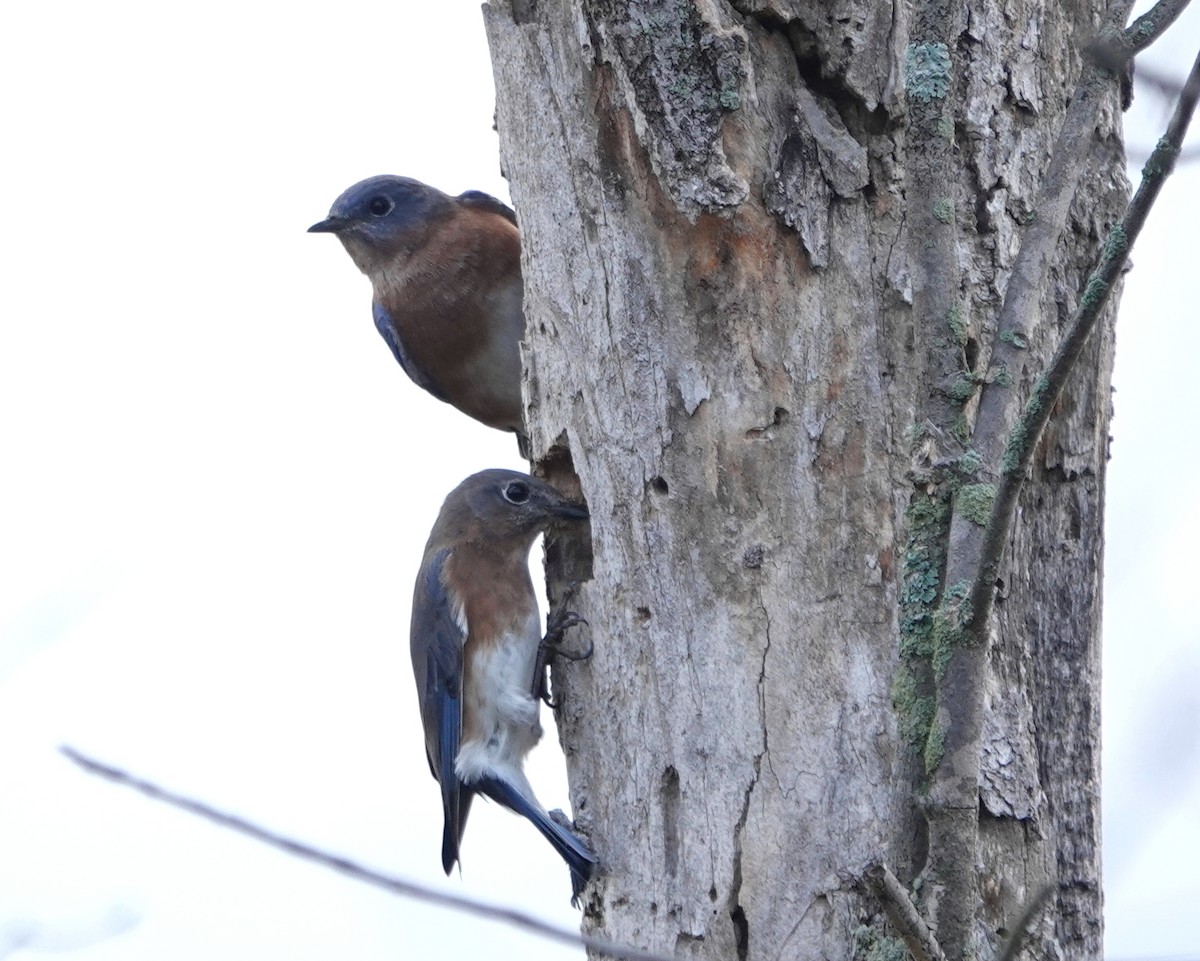 Eastern Bluebird - ML268106941