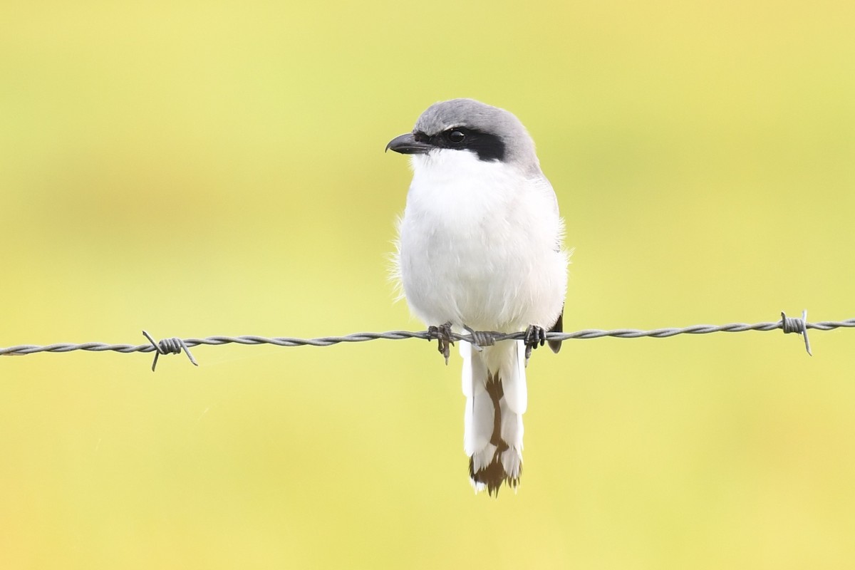 Loggerhead Shrike - ML268107311