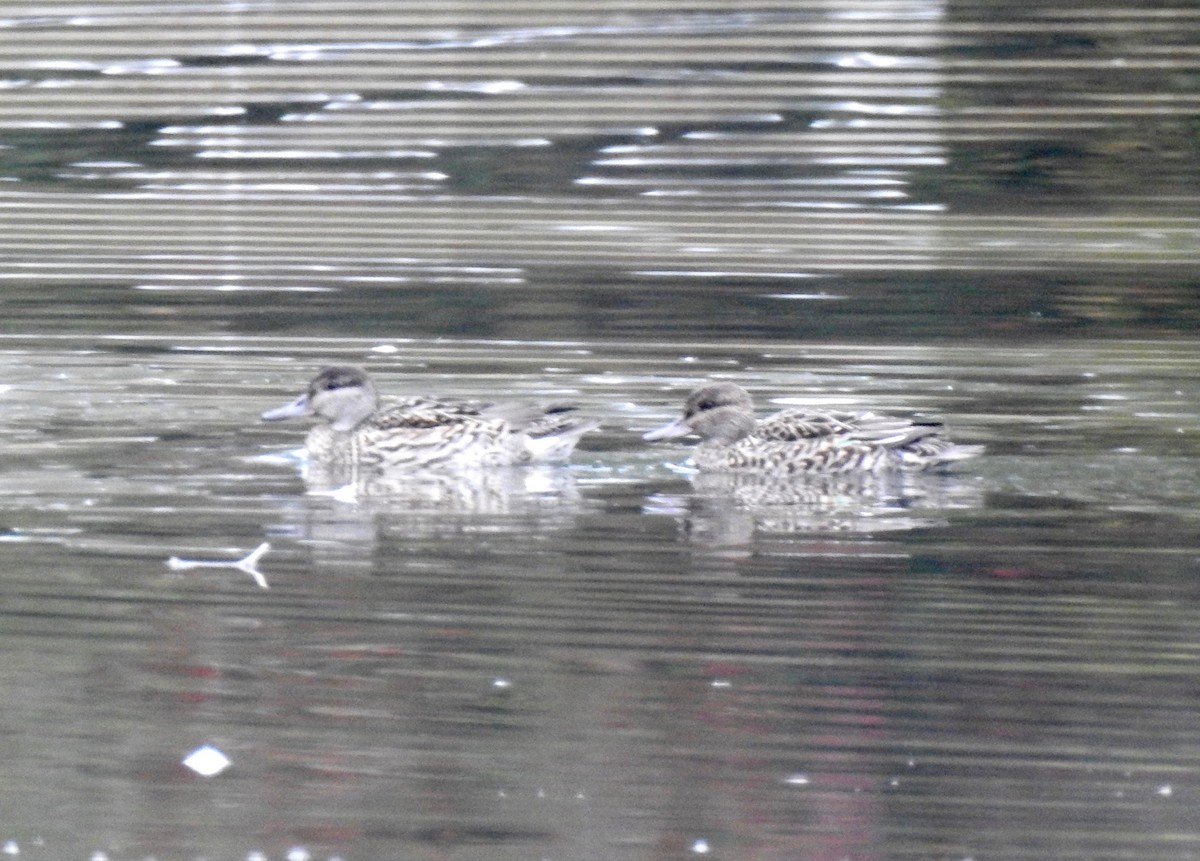 Blue-winged Teal - John Grossa