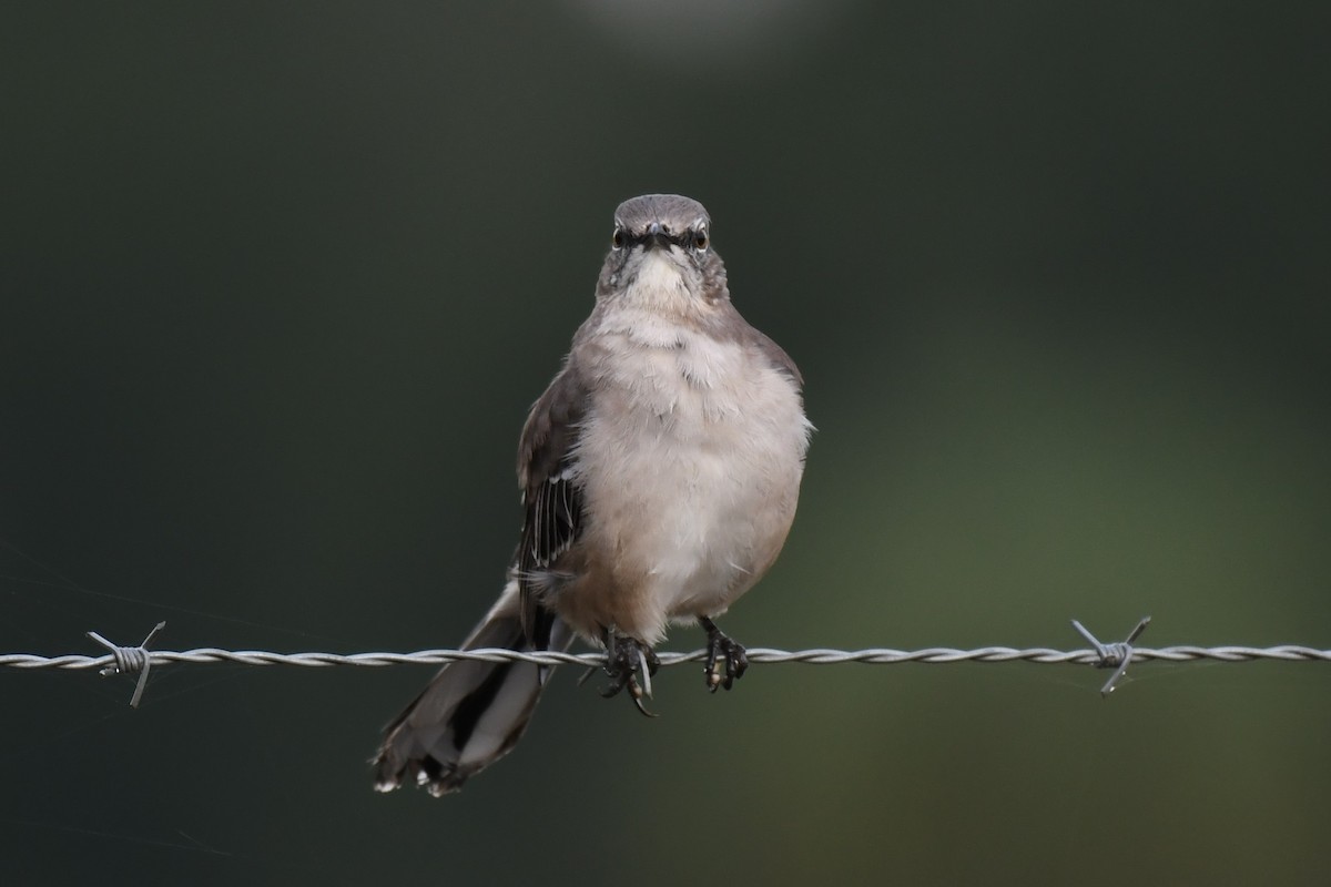 Northern Mockingbird - ML268107451