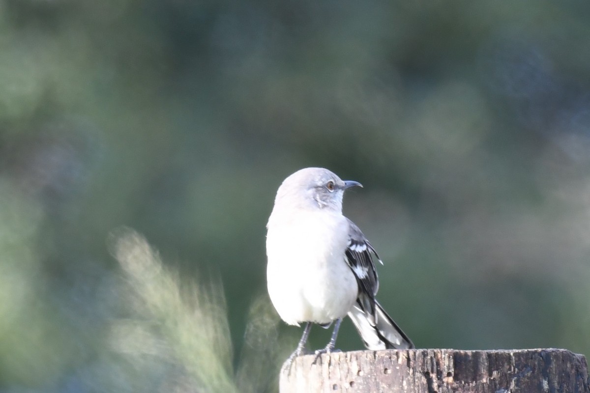 Northern Mockingbird - ML268107521