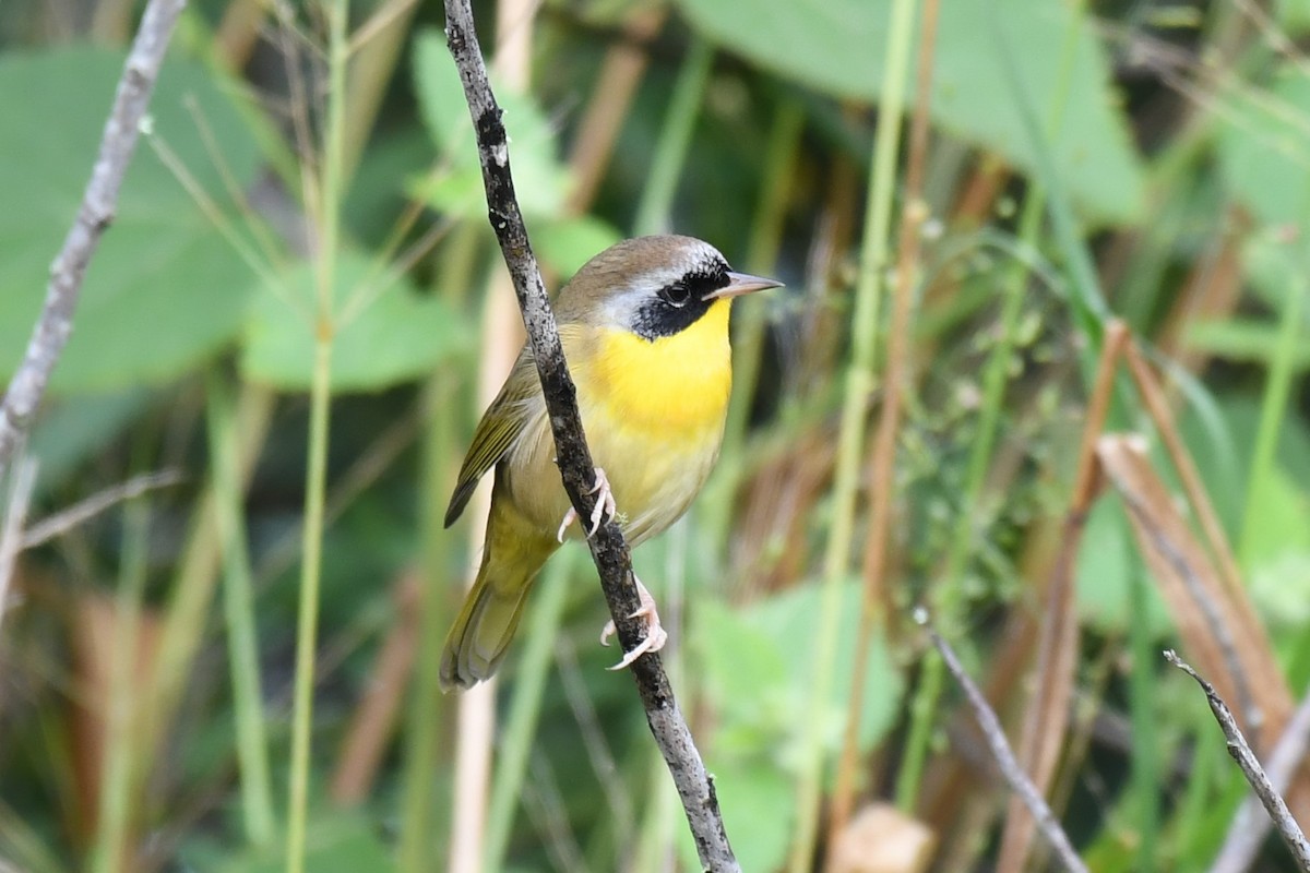 Common Yellowthroat - ML268107561