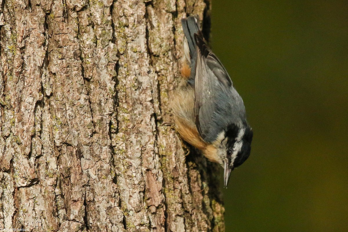Red-breasted Nuthatch - ML268110781