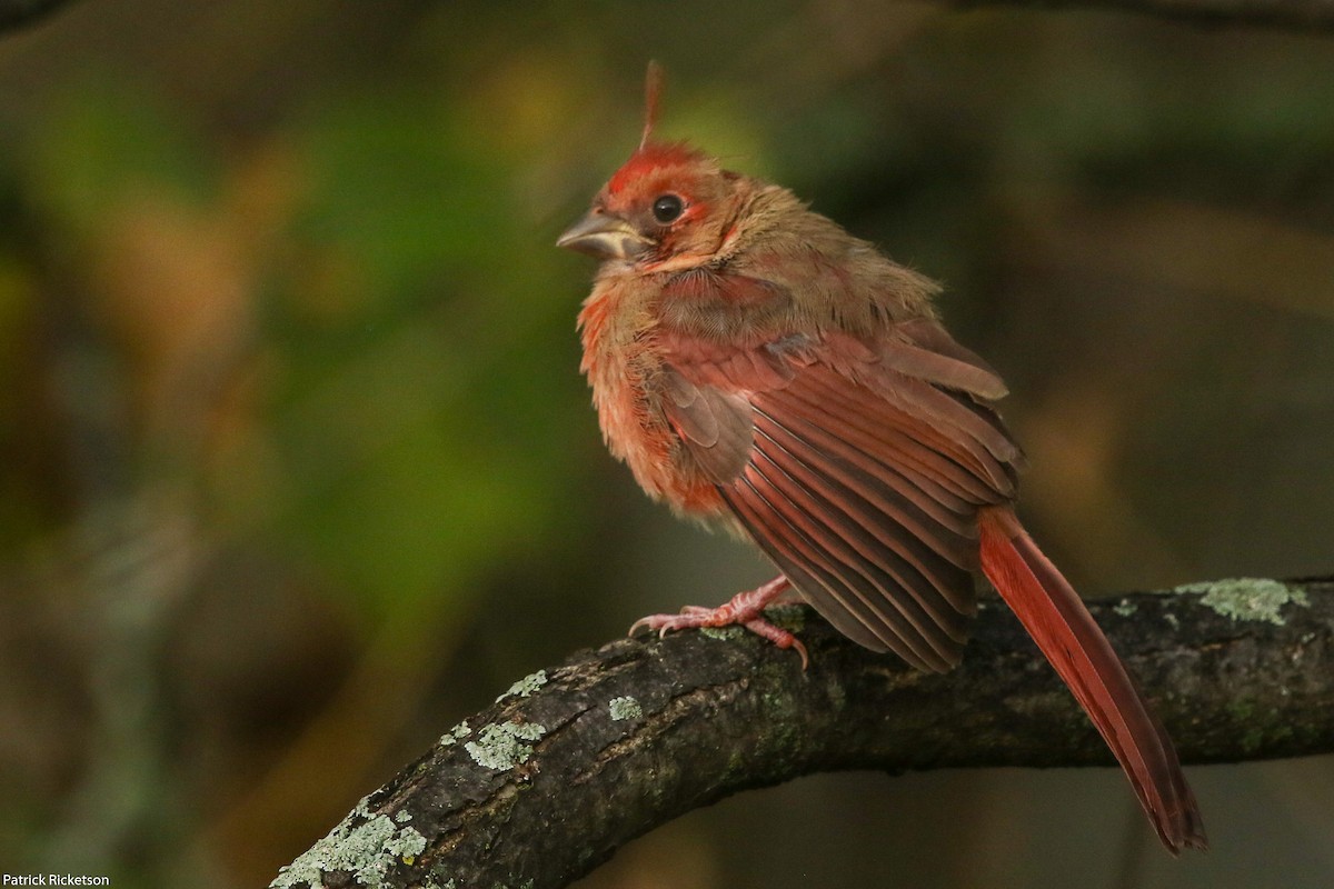 Northern Cardinal - ML268110951